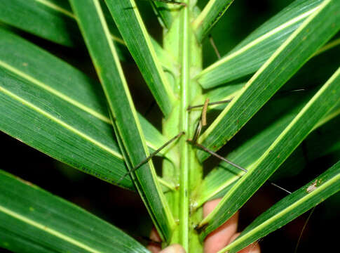 Image of Yellow coconut