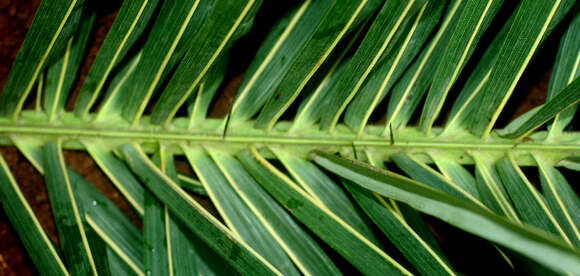 Image of Yellow coconut