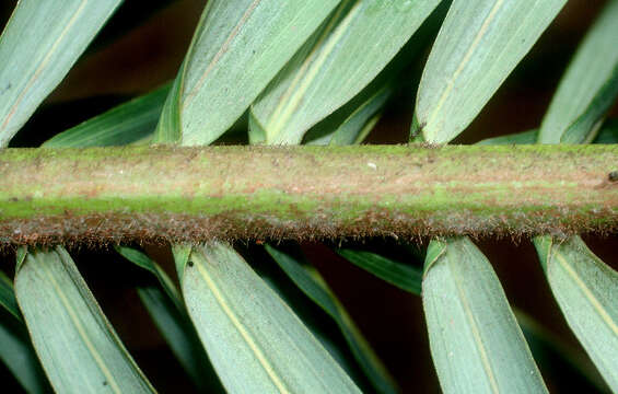 Image of Yellow coconut