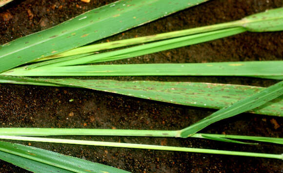 Imagem de Panicum maximum Jacq.