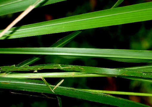 Imagem de Panicum maximum Jacq.