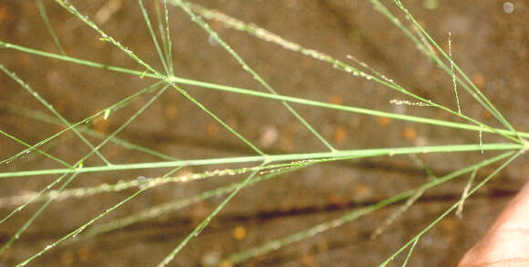 Image of Guinea Grass