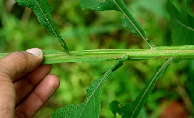 Imagem de Verbesina turbacensis Kunth