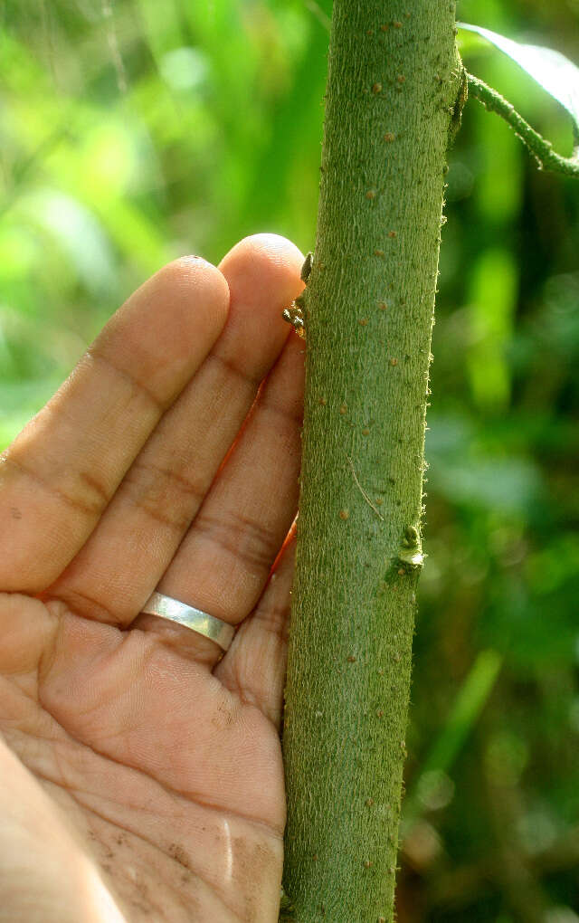 صورة Solanum rugosum Dun.