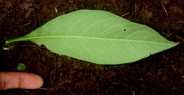 صورة Solanum rugosum Dun.