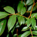 Image of Cnestidium rufescens Planch.