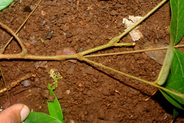 Cnestidium rufescens Planch.的圖片