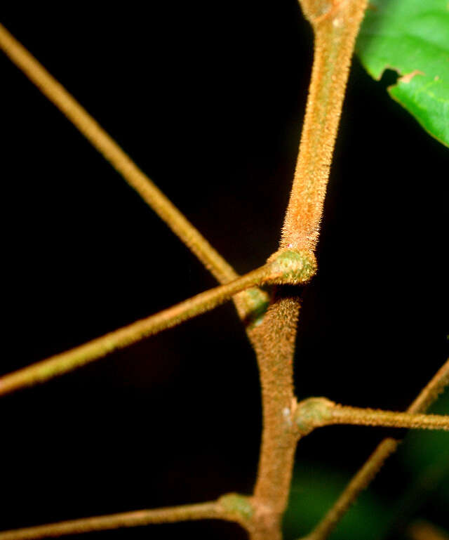 Image of Cnestidium rufescens Planch.