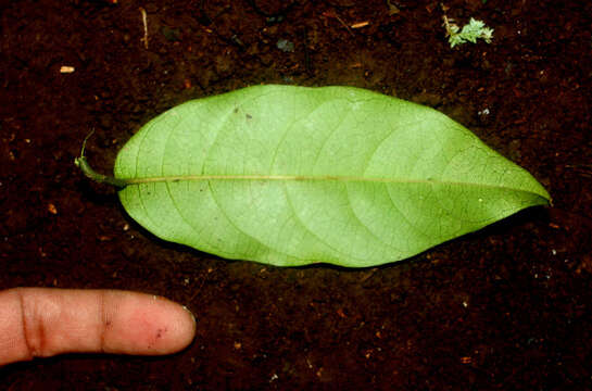 Image of Passiflora pittieri Mast.