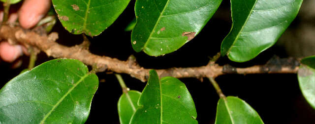 Image of Passiflora pittieri Mast.