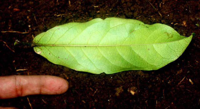 Image of Passiflora pittieri Mast.