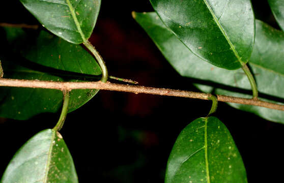 Image of Passiflora pittieri Mast.