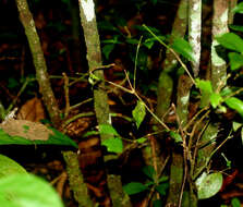 Image of Passiflora pittieri Mast.