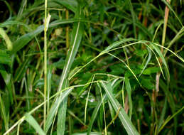 Image of itchgrass