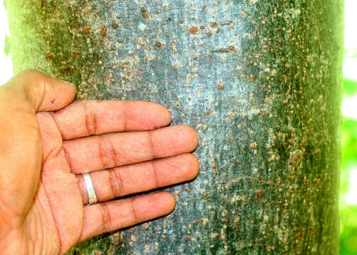 Image of Bursera glabra (Jacq.) Triana & Planch.