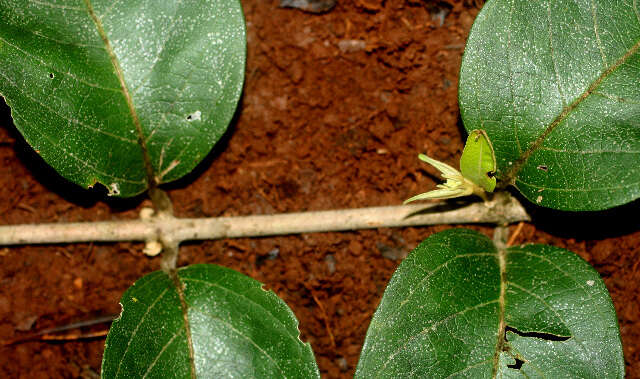 Image of Aegiphila cephalophora Standl.