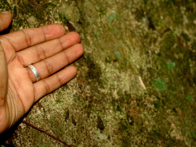 Image of cabbagebark tree