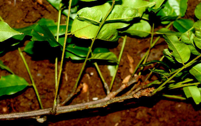 Image of cabbagebark tree