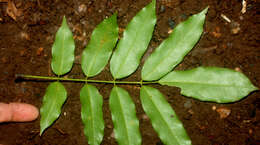 Image of cabbagebark tree