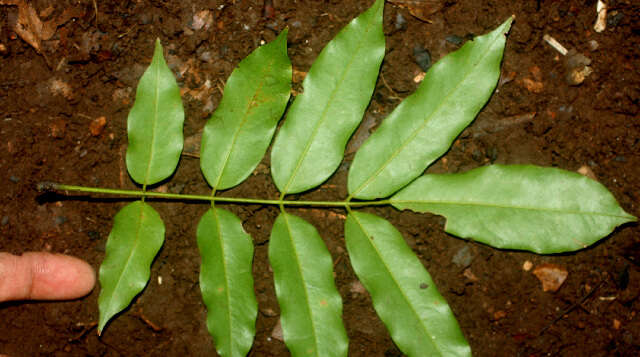 Image of cabbagebark tree