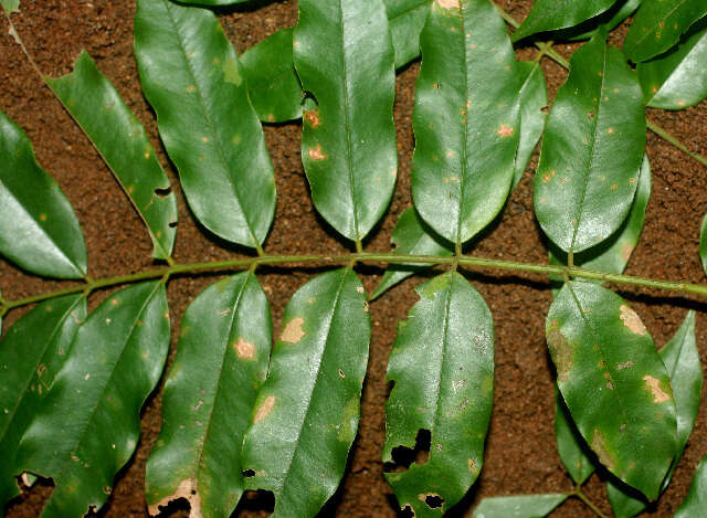 Image of cabbagebark tree