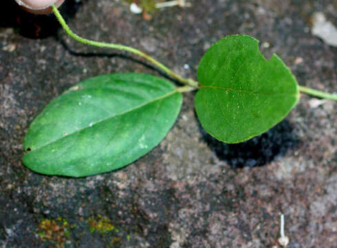 Image of Gaudichaudia hexandra (Nied.) Chod.