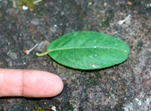 Image of Gaudichaudia hexandra (Nied.) Chod.