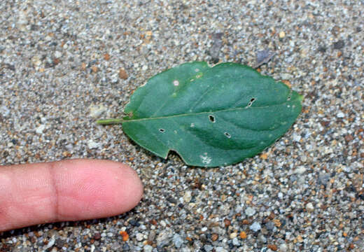 Image of Gaudichaudia hexandra (Nied.) Chod.