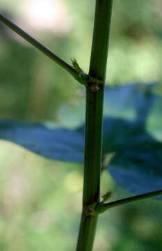 Image of Desmodium distortum (Aubl.) J. F. Macbr.