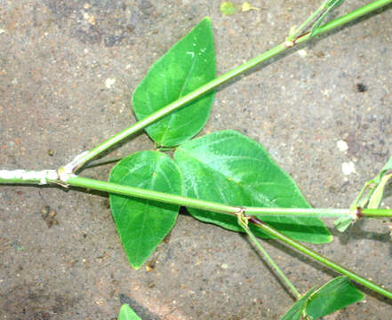 Image of Desmodium distortum (Aubl.) J. F. Macbr.