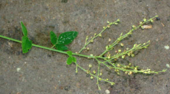 Image of Desmodium distortum (Aubl.) J. F. Macbr.