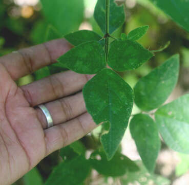 Image of Desmodium distortum (Aubl.) J. F. Macbr.