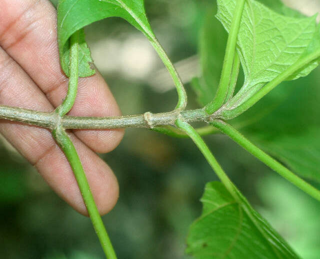 Image of Montanoa tomentosa Cerv.