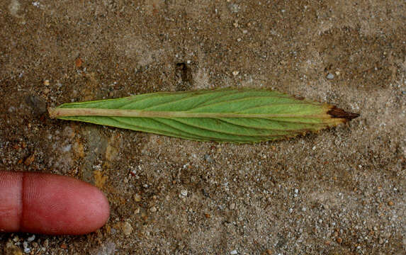 Слика од Hyptis brachiata Briq.