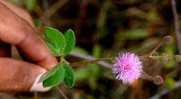 Image of Mimosa albida Willd.