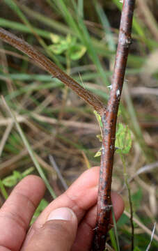 Image of Mimosa albida Willd.