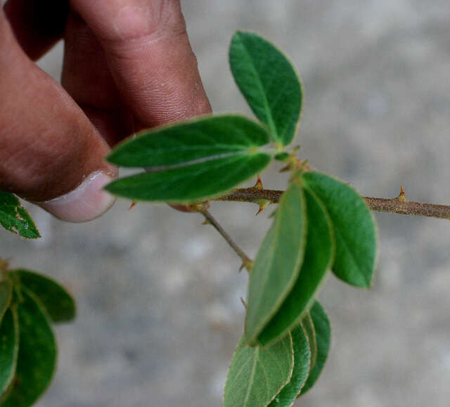 Image of Mimosa albida Willd.