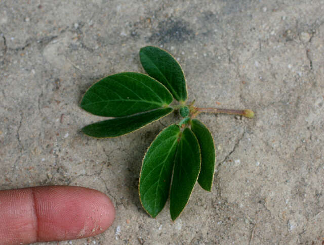 Image of Mimosa albida Willd.