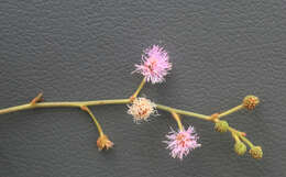 Image of Mimosa albida Willd.