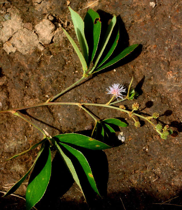 Image of Mimosa albida Willd.