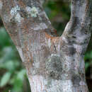 Image of Piptadenia flava (DC.) Benth.