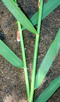 Image of common reed