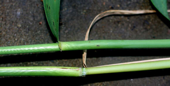 Image of common reed