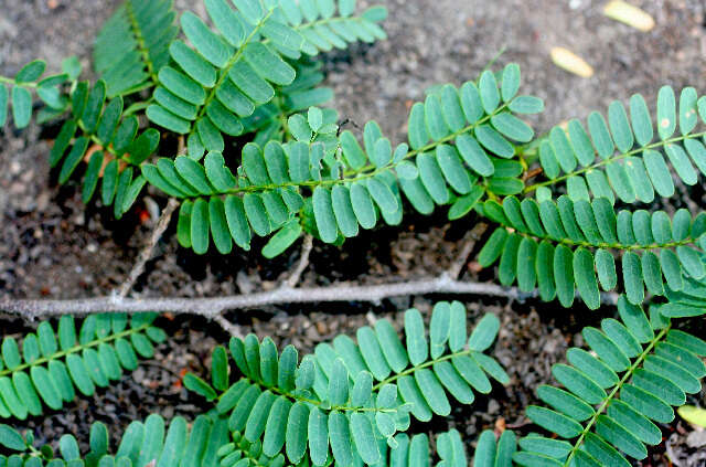 Image of tamarind