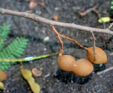 Image of tamarind