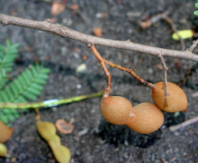 Image of tamarind