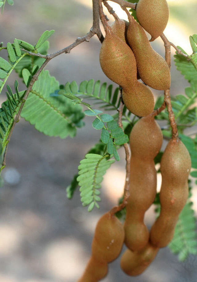 Image of tamarind