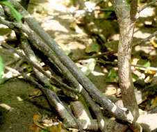 Image of Cuban tangle