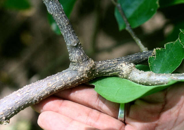 Image of Cuban tangle