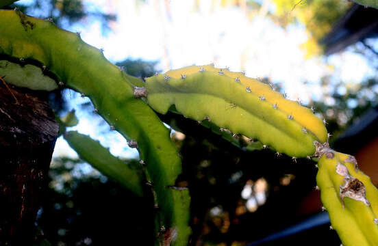 Image of Costa Rica nightblooming cactus